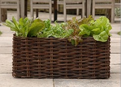 Salad planter in natural willow